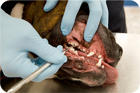 Dental Care