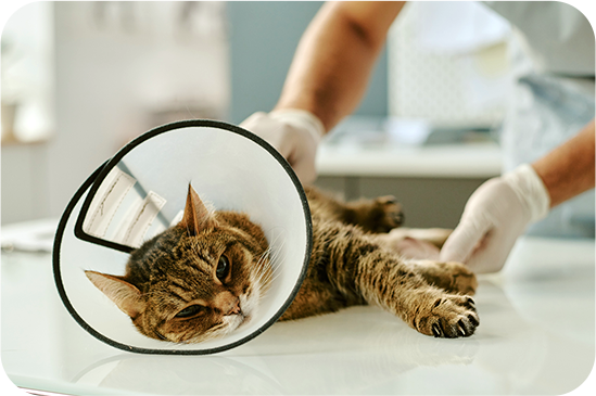 Surgical Services