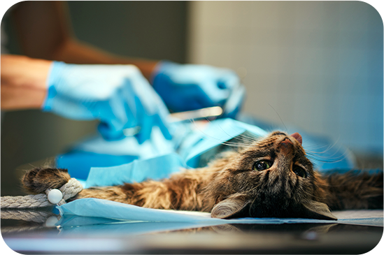 Emergency & Urgent Care