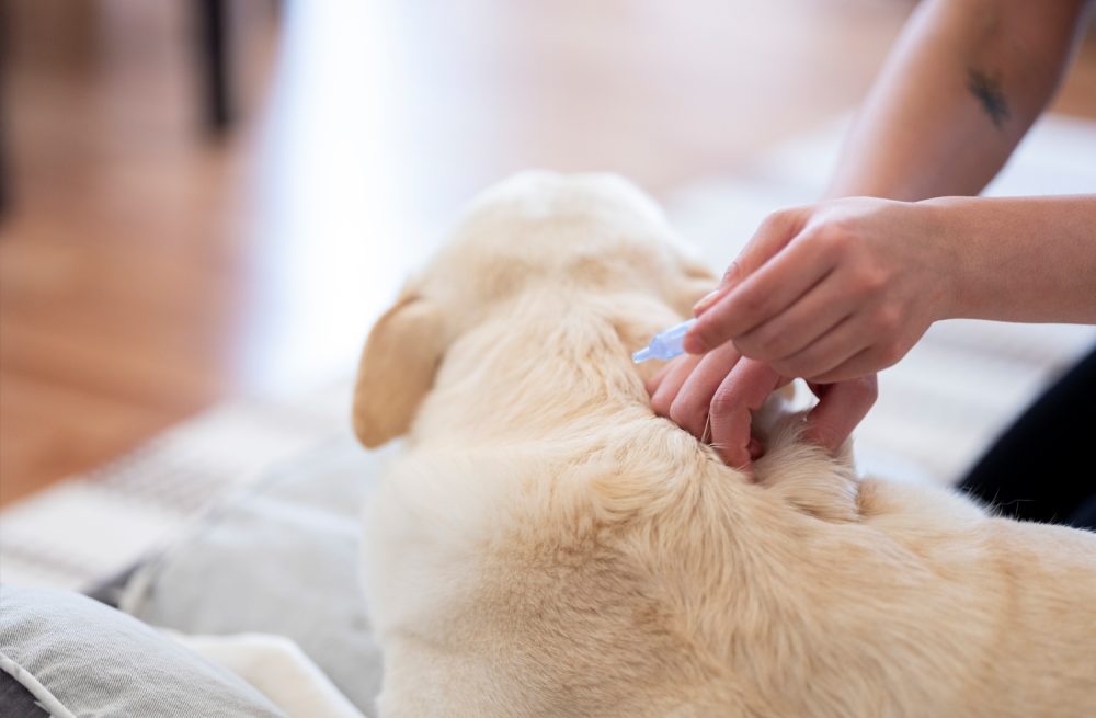 Flea & Tick Prevention: Year-Round Vigilance