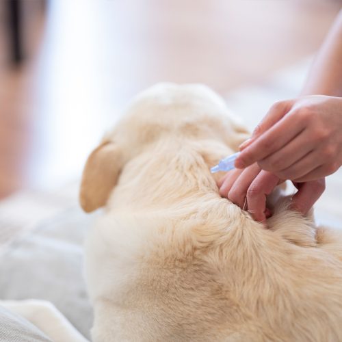 Flea & Tick Prevention: Year-Round Vigilance