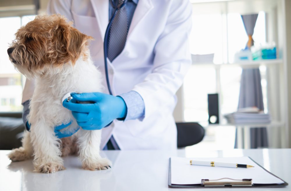 Heartworm Services