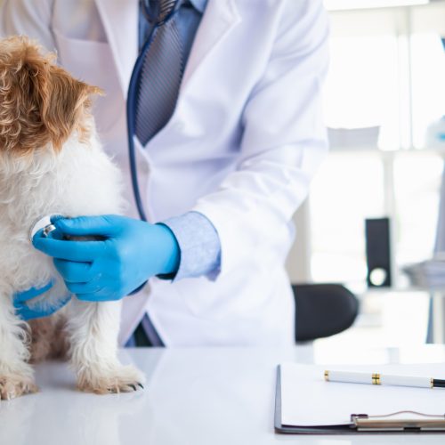 Heartworm Services