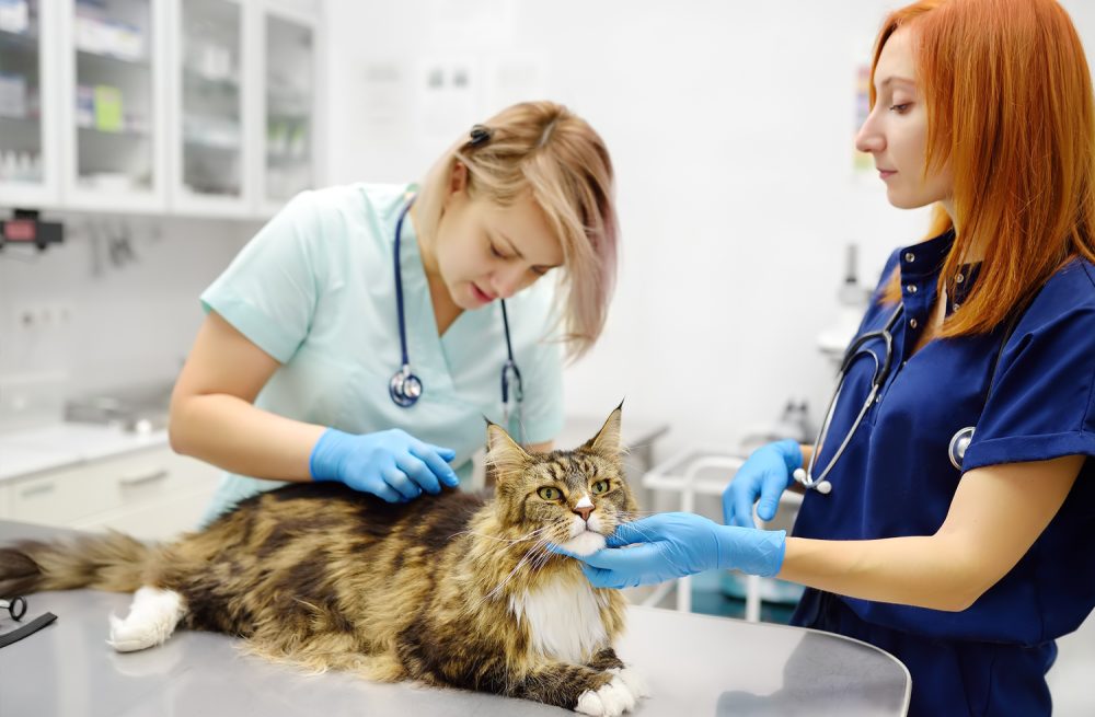 The Importance of Parasite Screening and Prevention for Your Pet
