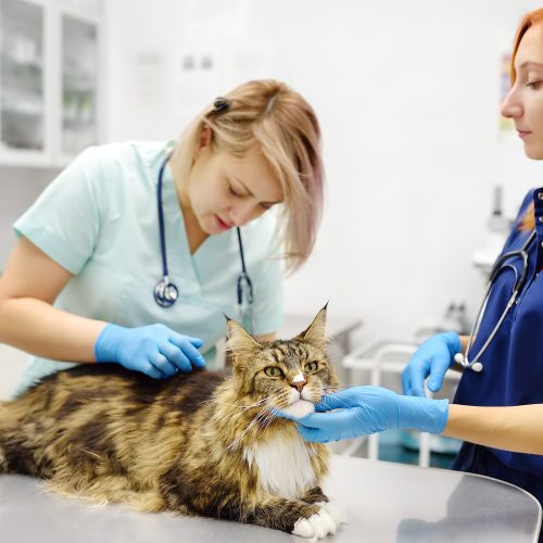 The Importance of Parasite Screening and Prevention for Your Pet